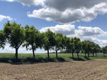 Trees on field against sky