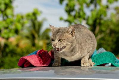 Close-up of a cat looking away