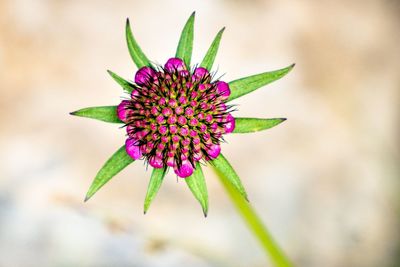 Close-up of pink flower