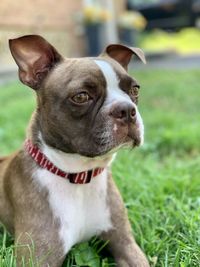 Close-up portrait of dog on field