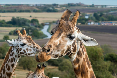 Giraffe eating grass in the wild