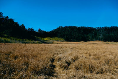 Scenic view of landscape against clear blue sky