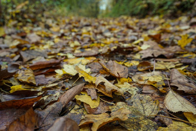 Close-up of dry maple leaves on road