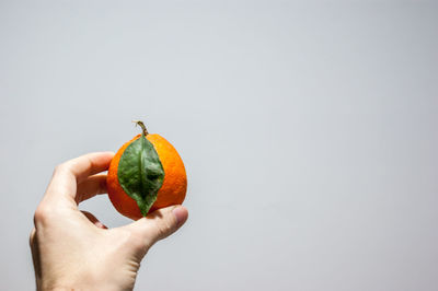 Close-up of hand holding apple against white background