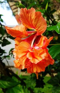 Close-up of orange rose flower