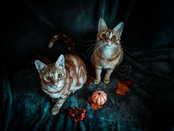 Portrait of cat sitting on floor