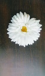 Directly above shot of white flower on table