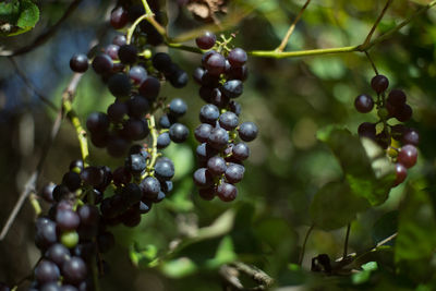 Close-up of grapes growing on tree