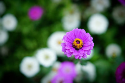 Close-up of pink flowering plant