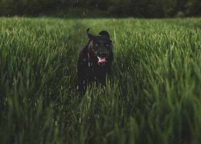 Black dog running in a field