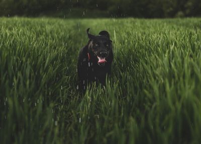 Black dog running on field