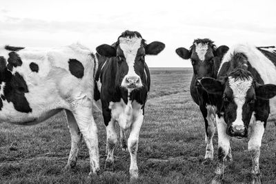 Cows looking into the camera black and white