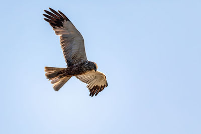 Low angle view of bird flying against clear sky