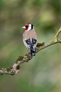 Goldfinch perched on a mossy branch