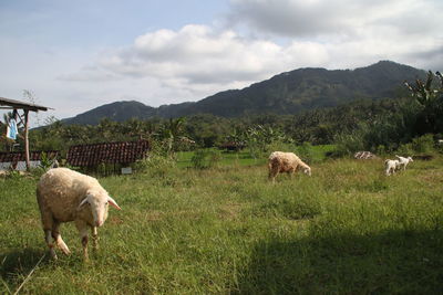 Sheep grazing in a field