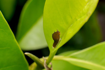 Close-up of insect on leaf