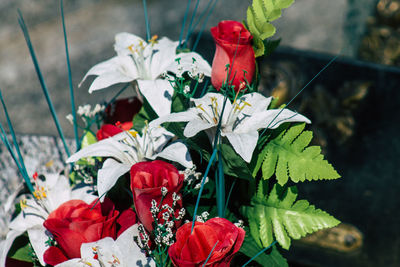 Close-up of red rose on plant