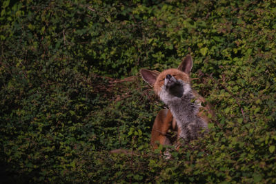 Red fox in foliage