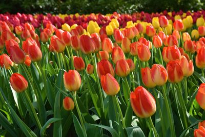 Close-up of red tulips growing in farm