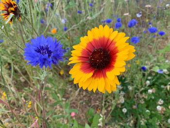 flowering plant