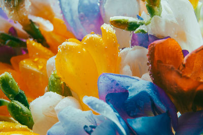 Close-up of blue flower