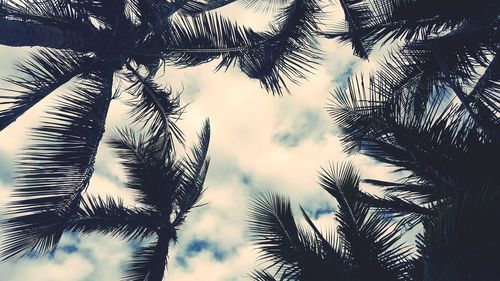 Low angle view of palm trees against sky