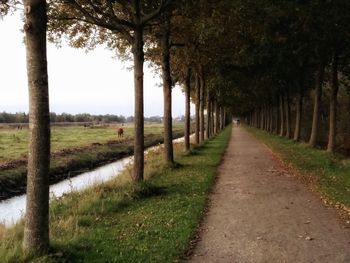 Footpath amidst trees on field