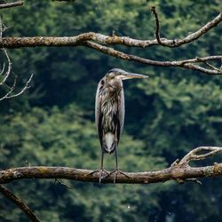 Close-up of blue heron perching on branch