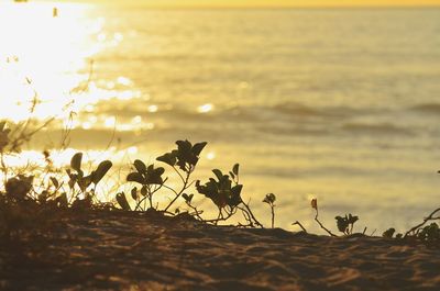 Close-up of plants at beach against sky during sunset