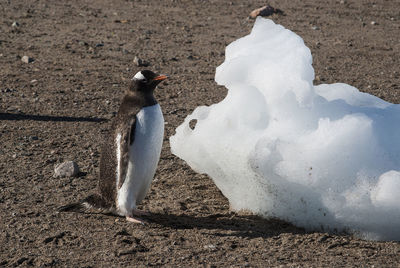 High angle view of bird on snow