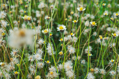 Close-up of yellow flowering plants on land