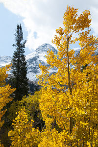 Yellow flowering plants by trees against sky during autumn