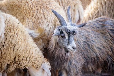 Sheep and goat on field