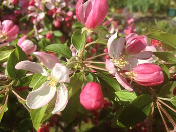 Close-up of pink flowers