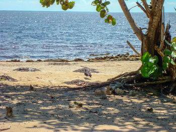 Scenic view of beach