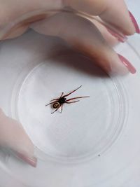 High angle view of insect on hand