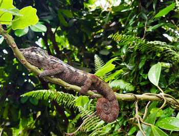 Low angle view of chameleon on branch