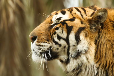 Close-up of a tiger