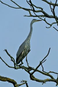 Low angle view of bird perching on tree against sky