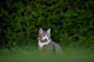 Portrait of cat on street