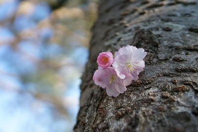 Close-up of fresh pink cherry blossoms in spring