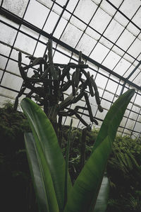 Low angle view of plant growing in greenhouse