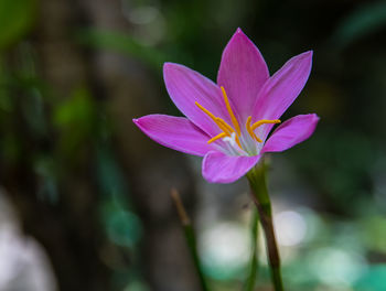 Close-up of crocus blooming outdoors