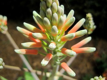 Close-up of succulent plant