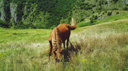 Horse grazing on field