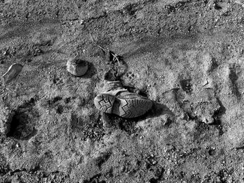 High angle view of crab on sand