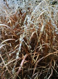 Close-up of dried plant on field