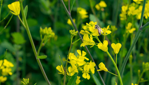 Close-up of insect on yellow flowering plant