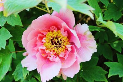 Close-up of pink flower blooming outdoors