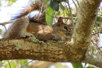 Low angle view of squirrel on tree